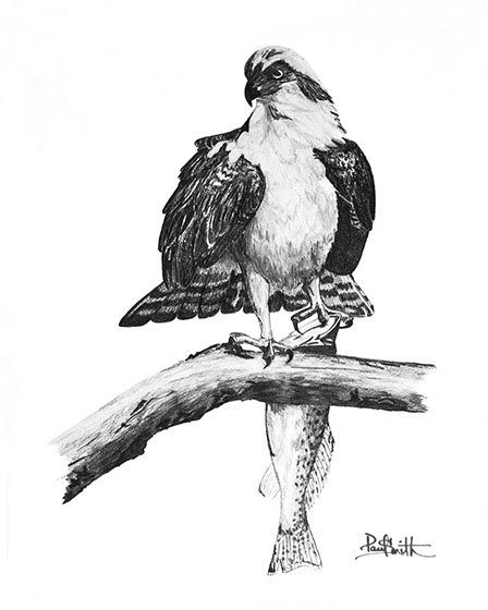 Osprey